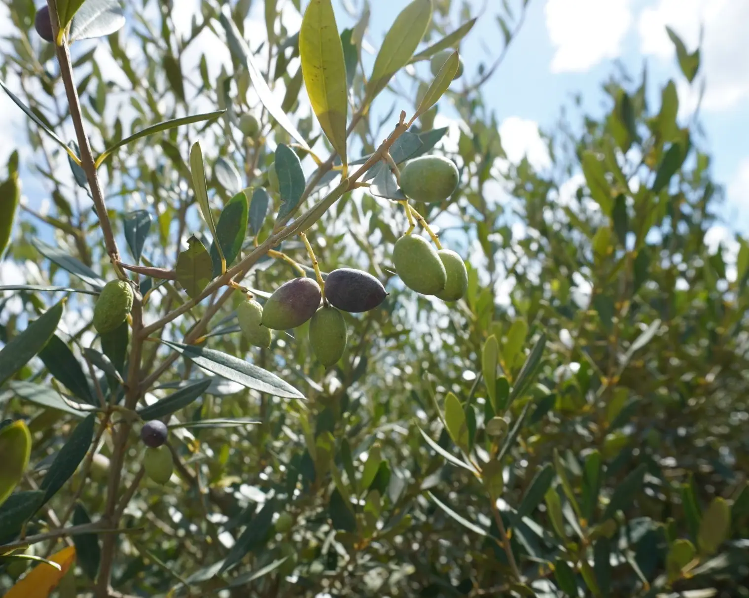 ULIVO+-288-29-ec14f7d7-2880w[1]